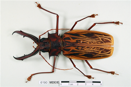 Zoologia: Escarabat “dents de sabre” (<em>Macrodontia cervicornis</em>). Núm. Reg. 6190 (Col·lecció Massip, 2018).
